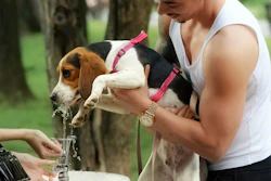 O mercado global de alimentos para animais de estimação está passando por um aumento sem precedentes, impulsionado pela tendência da humanização dos pets, a crescente procura por produtos premium e nutrição personalizada.