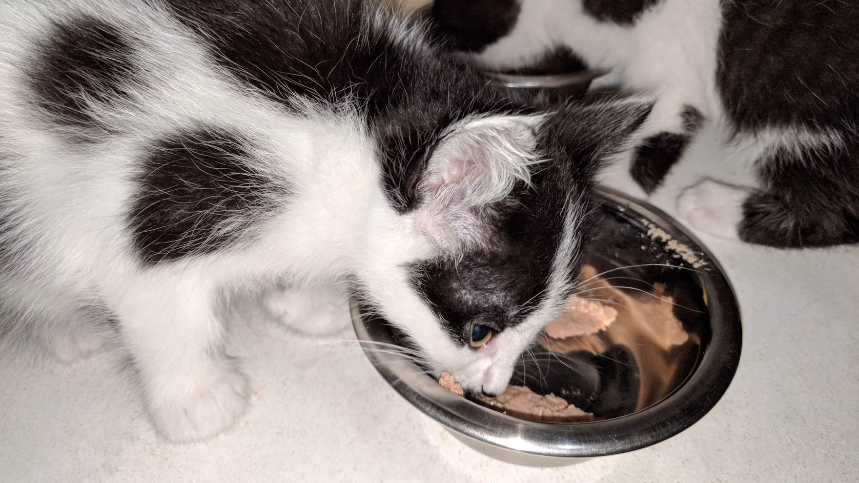 Nutri&ccedil;&atilde;o Pets