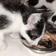 Black and white kitten eating wet food from a metal pet dish
