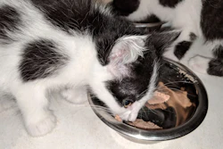 Nutrição Pets