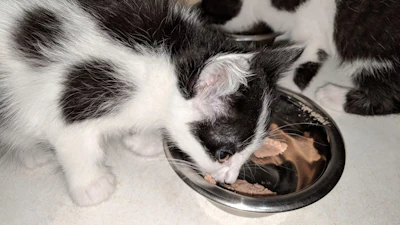 Nutrição Pets