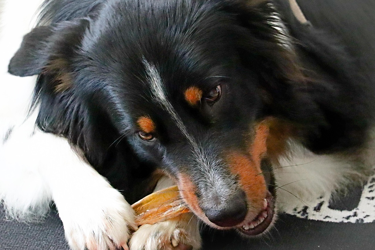 Dog Chewing Bone Tho Ge Pixabay