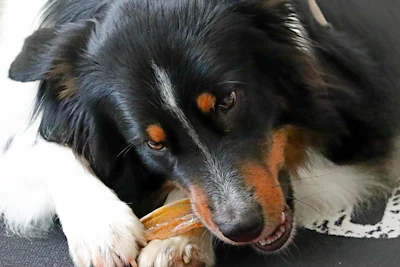 Dog Chewing Bone Tho Ge Pixabay