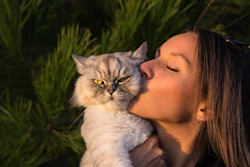 Os gatos estão presentes em 49 milhões de lares nos Estados Unidos em 2024, alta impulsionada pelos 'pais de pet' da Geração Z e Y.
