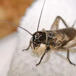 Close-up of a dark brown cricket with long antennae on a light surface