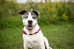 Cachorros Idosos Gatos Idosos Nutrição Alimentação