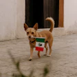 México Pet Food