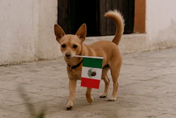 México Pet Food