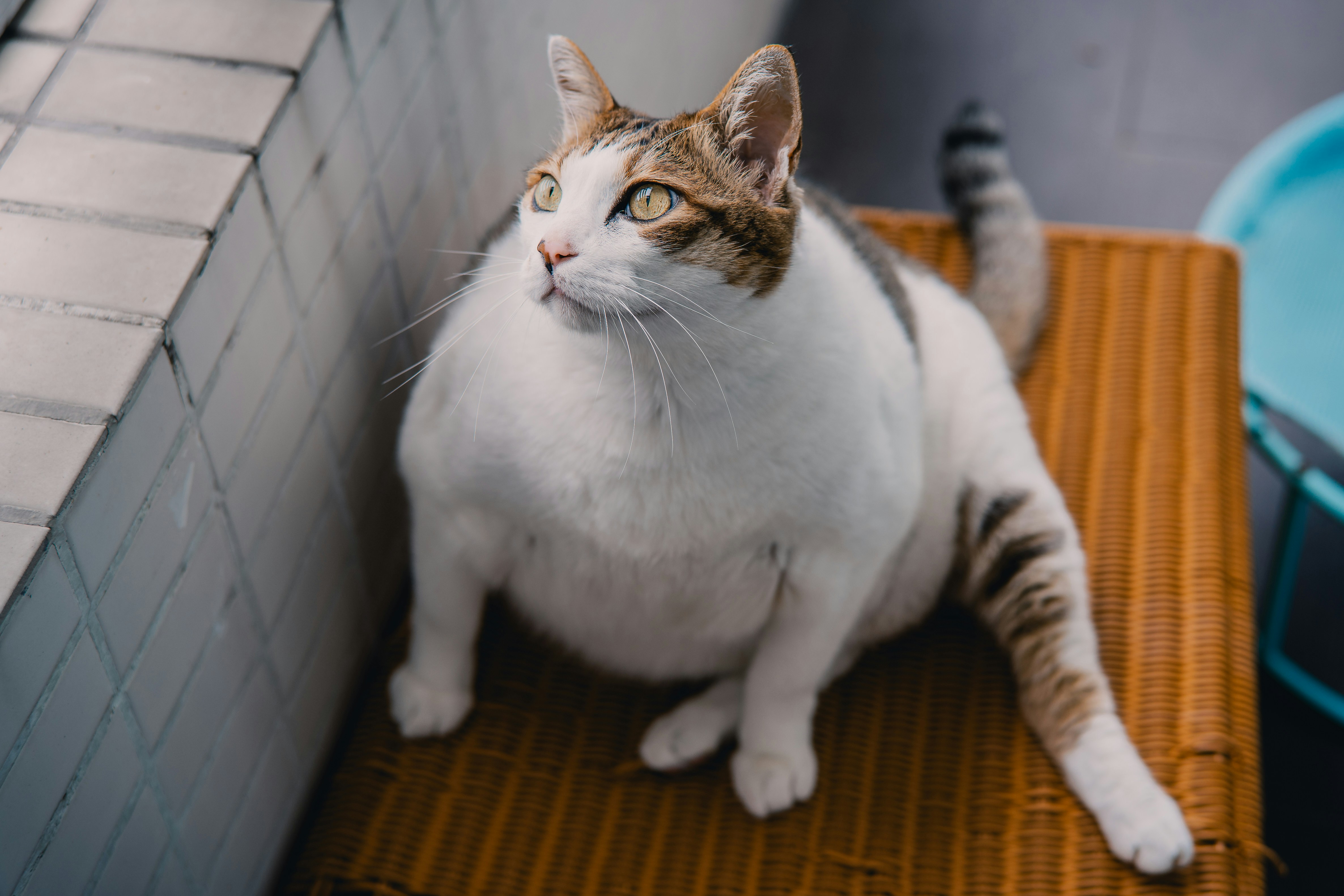 Obesidade Em C&atilde;es E Gatos
