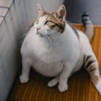 Obesidade Em Cães E Gatos