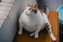 Obesidade Em Cães E Gatos