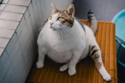 Obesidade Em Cães E Gatos