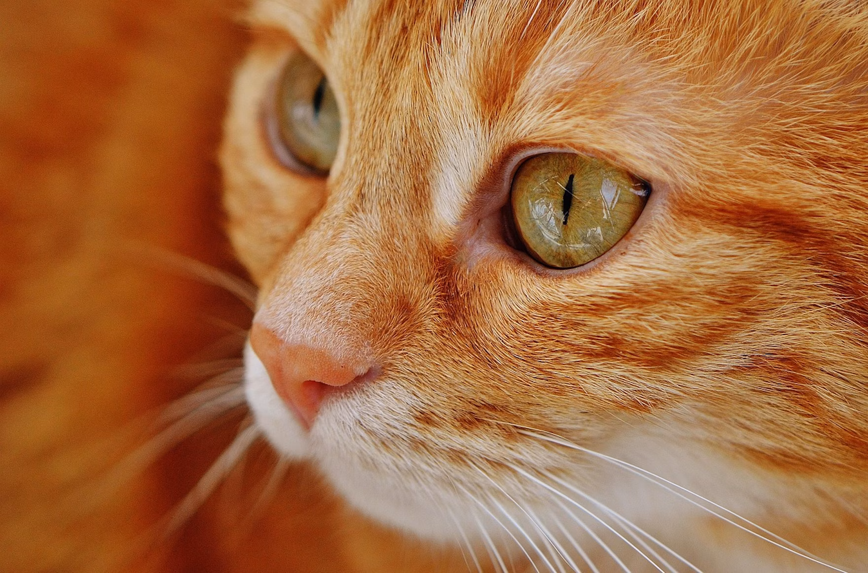 Alimentos Crus Gatos Superbact&eacute;rias