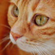 Alimentos Crus Gatos Superbactérias