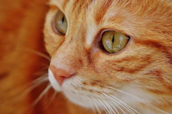 Alimentos Crus Gatos Superbactérias