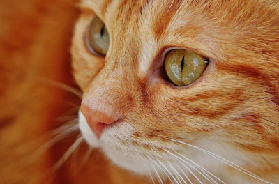 Alimentos Crus Gatos Superbactérias