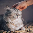 Branding Setor Pet