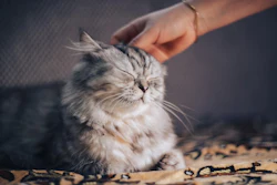 Branding Setor Pet