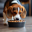 Ração Canina Com Proteína Feita Em Laboratório
