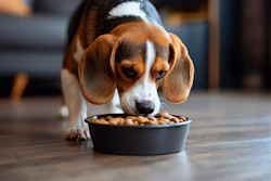 Ração Canina Com Proteína Feita Em Laboratório