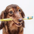 Saúde Oral Pet