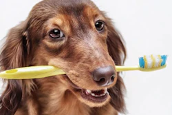 Saúde Oral Pet