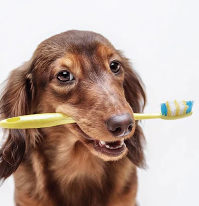 Saúde Oral Pet
