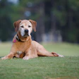 Senior golden-brown Labrador resting on grass with trees in background