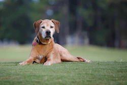Envelhecimento Pet