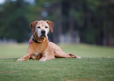 Envelhecimento Pet