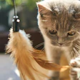 Gray kitten batting at a feather cat toy with curious expression