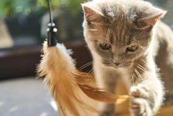 O mercado de alimentos para gatos deve crescer a um CAGR de 4%, aponta o relatório.