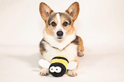 Best in Show, which inspired the creation of the National Dog Show presented by Purina, turns 25 this year. To mark the occasion, Purina is giving fans a chance to win their own Busy Bee toy and the Best in Show digital movie