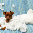 Guilty-looking brown dog surrounded by shredded white pillow stuffing on blue couch