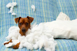 Ansiedade Canina Saúde Comportamental Pet Food