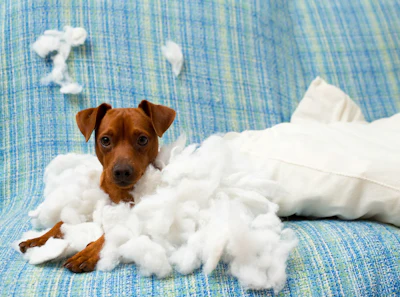 Ansiedade Canina Saúde Comportamental Pet Food