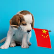 Cachorro Pet Food China