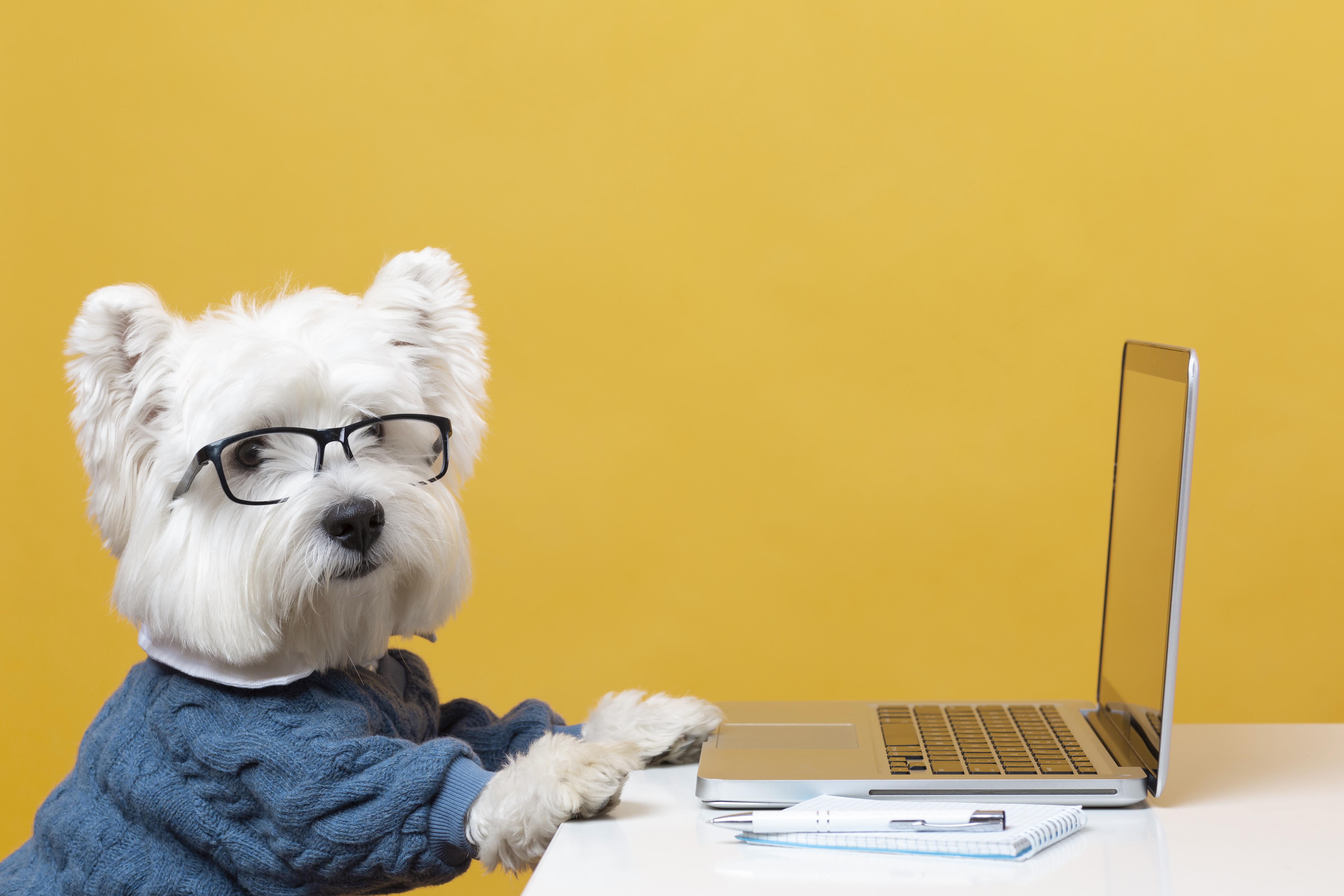 E Commerce Pet