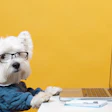 E Commerce Pet