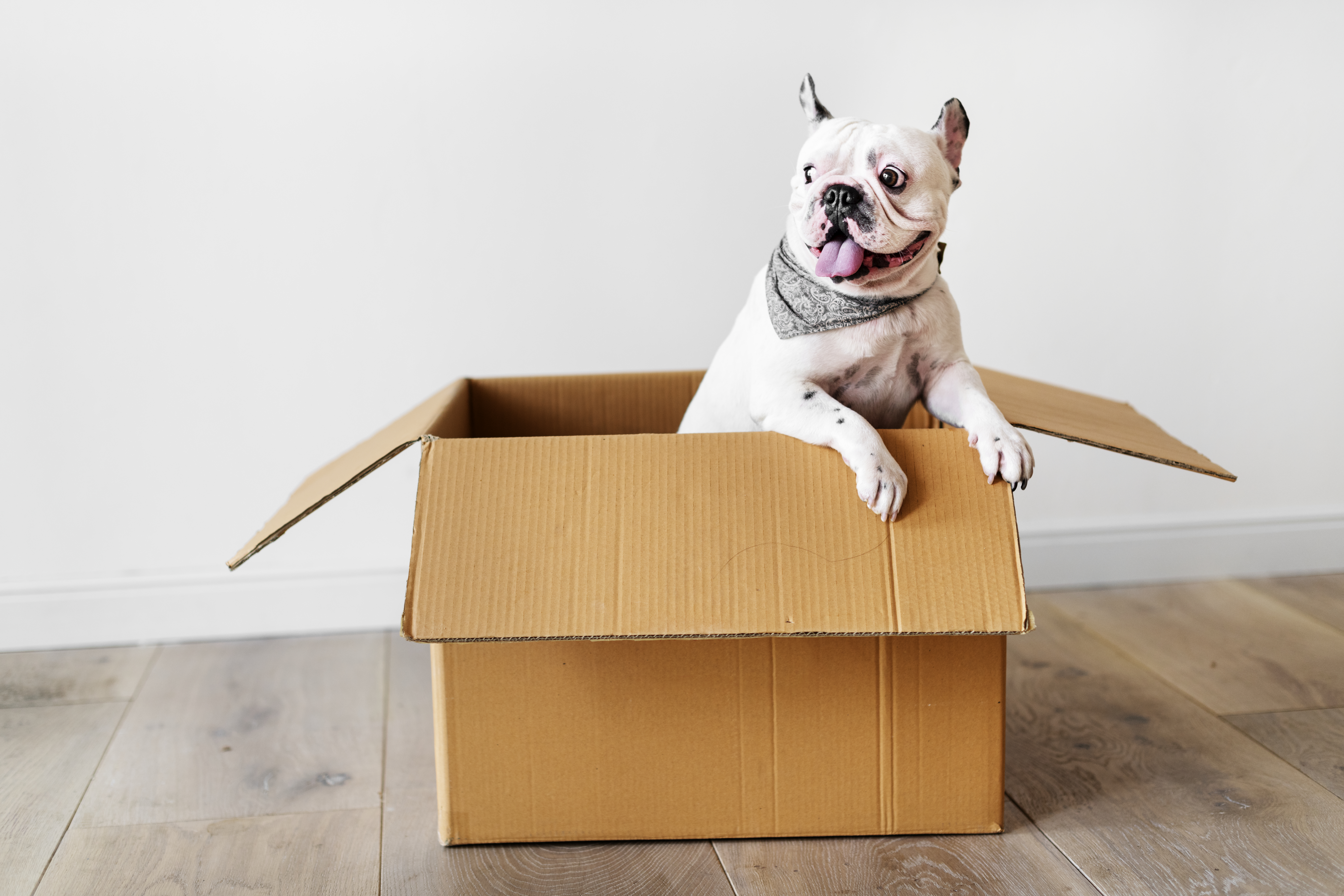 Entregas R&aacute;pidas Compras Online Pet