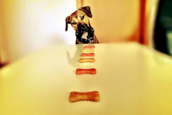 Os petiscos para animais de estimação combinam funcionalidade, nutrição e vínculo emocional nos cuidados modernos com os pets.