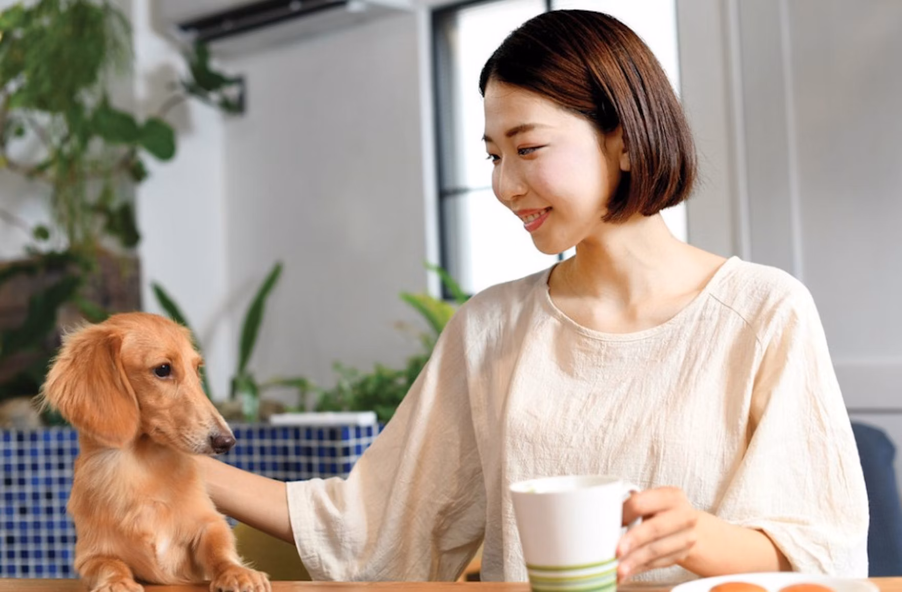 Mercado Pet Food China Istockcom c Cl Nh Sifg Z