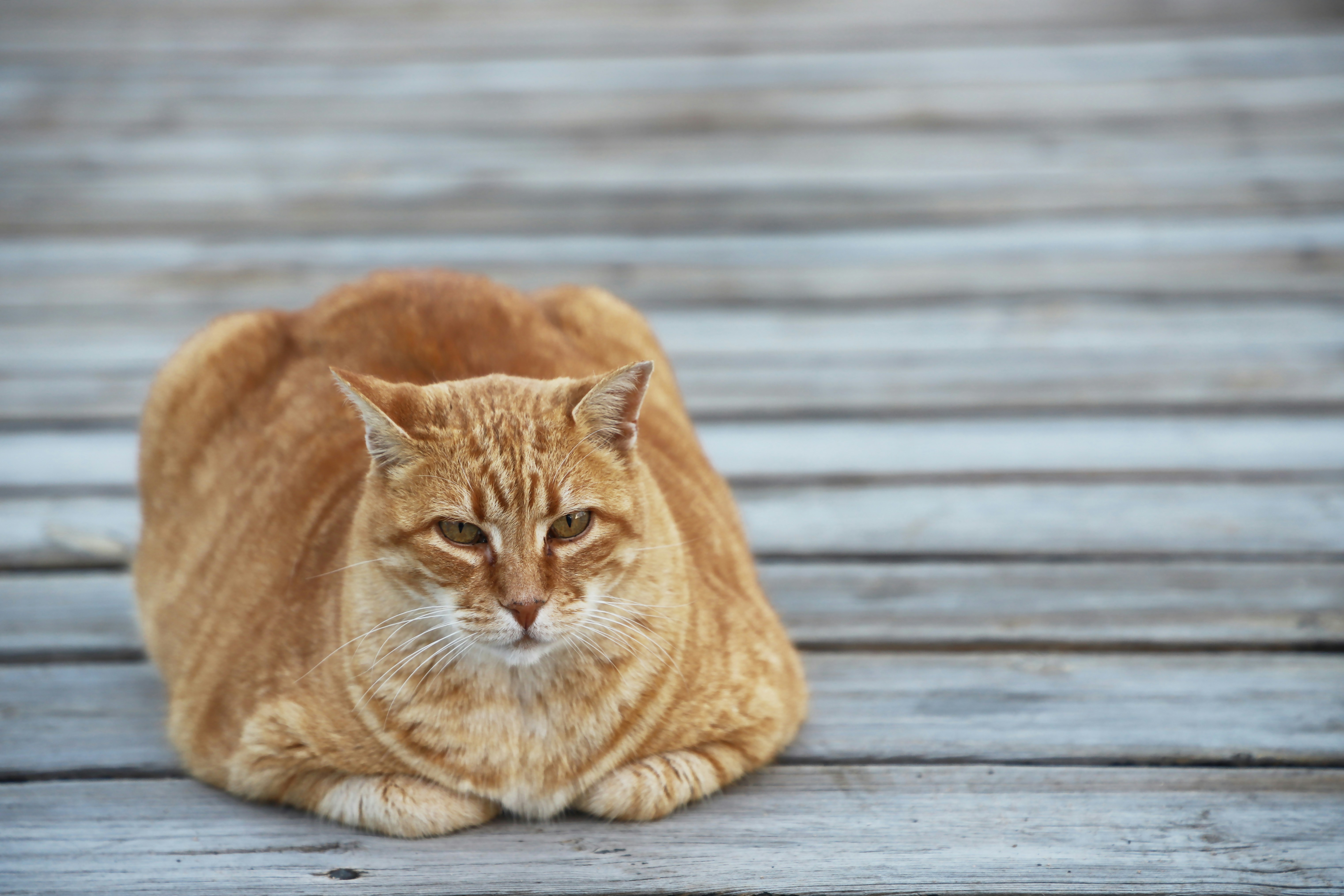 Nos Estados Unidos, 6 em cada 10 gatos est&atilde;o com sobrepeso ou s&atilde;o obesos.