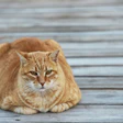 Orange tabby cat sitting on wooden surface with relaxed posture