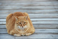 Nos Estados Unidos, 6 em cada 10 gatos estão com sobrepeso ou são obesos.