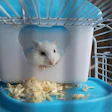 White hamster peeking out from cozy cage hideaway on blue base