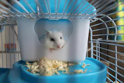 Posse Pequenos Animais Gen Z