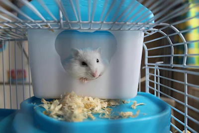 Posse Pequenos Animais Gen Z