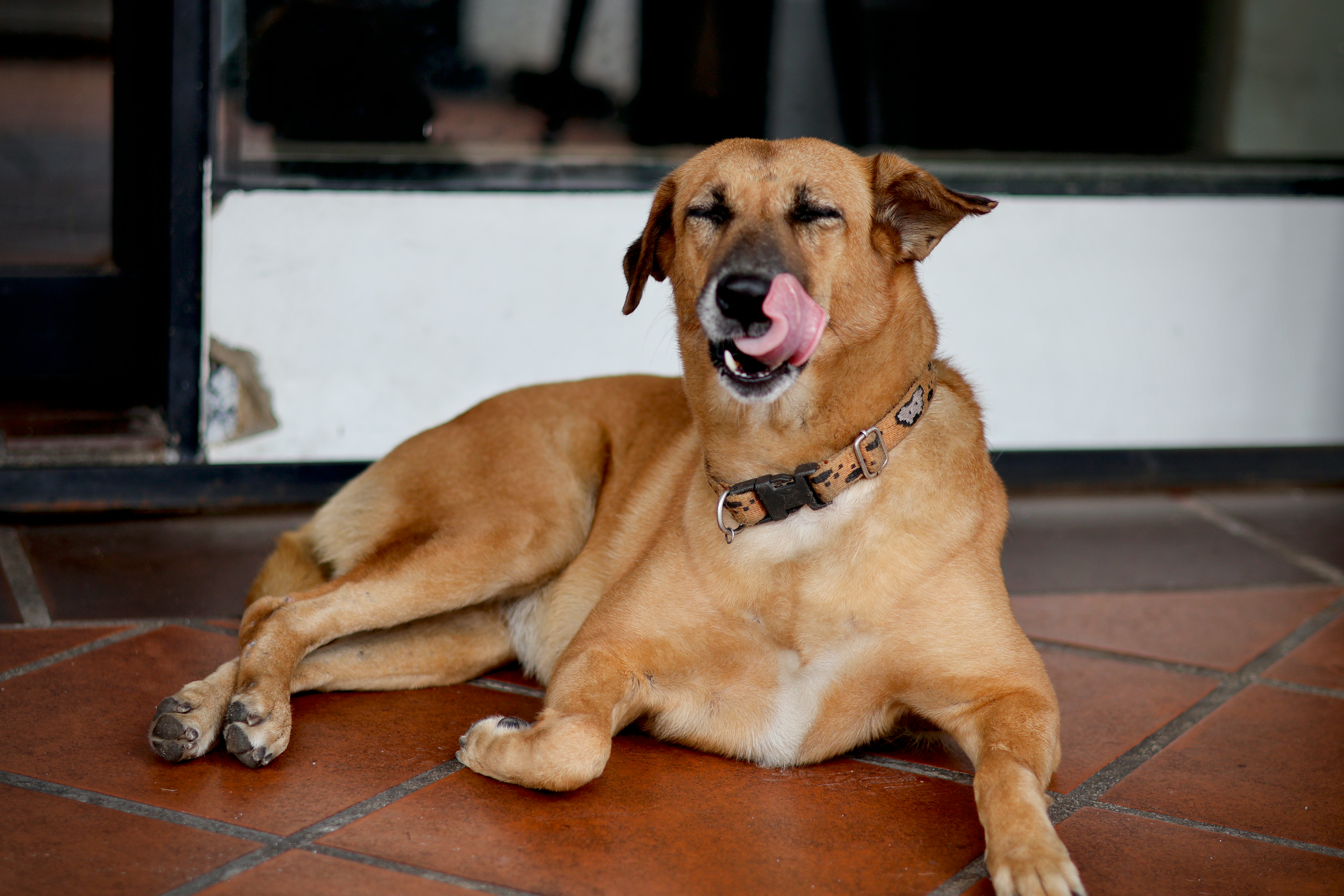 Setor Pet Brasileiro