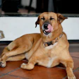 Setor Pet Brasileiro